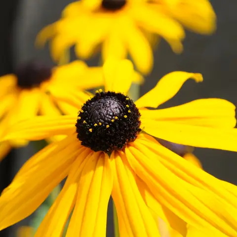 Sonnenhut (Rudbeckia)