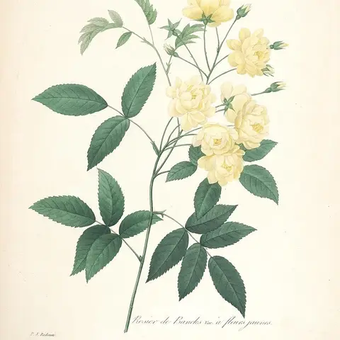 Sprayrose (Gartenrose-Typ, gefuellt)