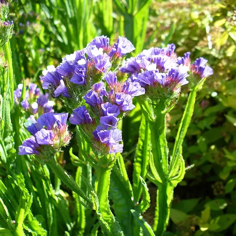 Statice (Limonium)