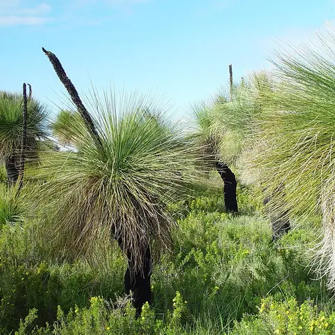 Steelgrass