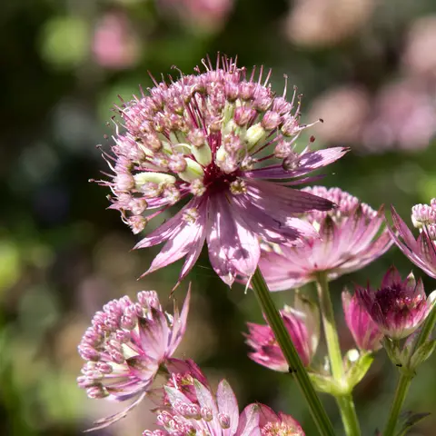 Sterndolde (Astrantia)