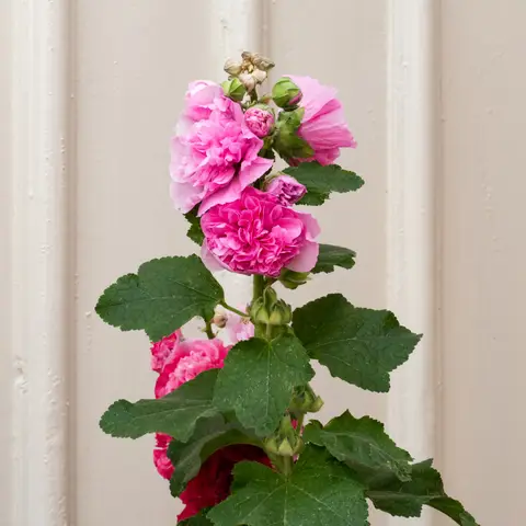 Stockrose (Malve)