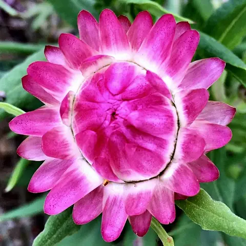 Strohblume (Helichrysum)
