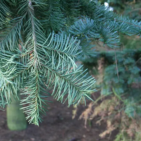Tannengruen (Nobilis)
