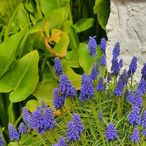 Traubenhyazinthe (Muscari)