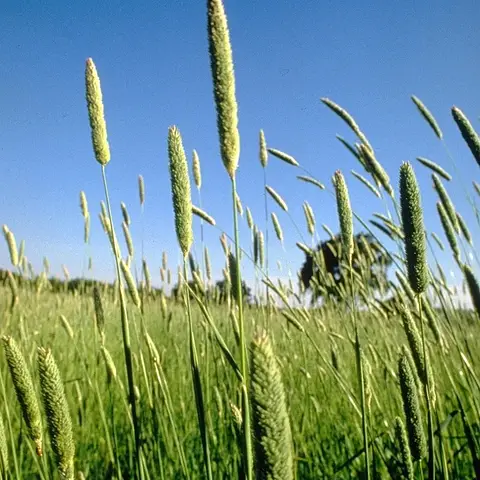 Trockenblume Phalaris (Glanzgras)