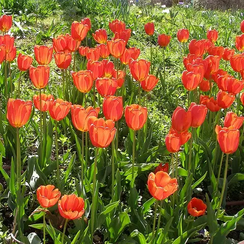 Tulpe
