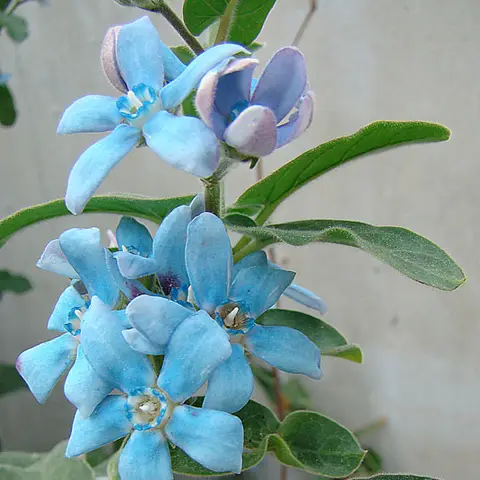 Tweedia (Oxypetalum)