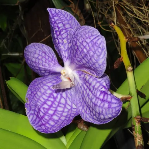 Vanda-Orchidee (Einzelbluete)
