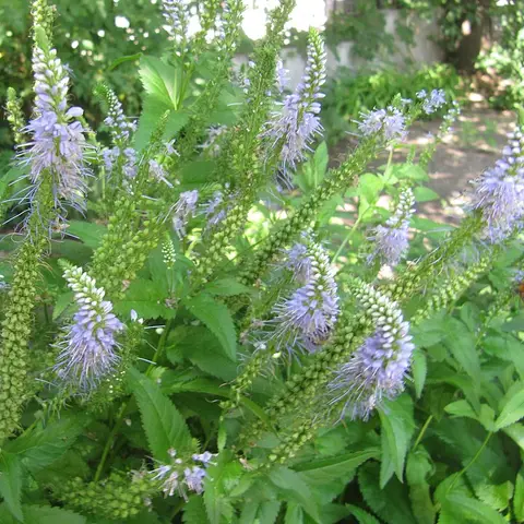 Veronica (Ehrenpreis)