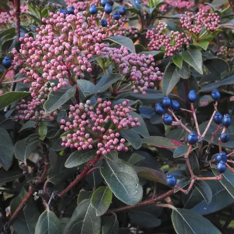 Viburnum tinus (mit Beeren)
