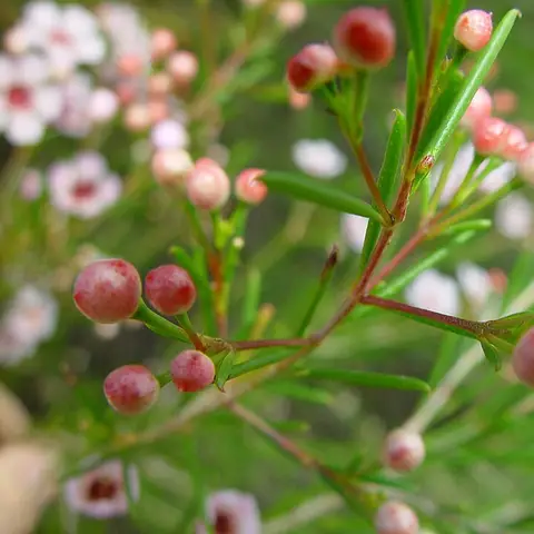 Wachsblume (Chamelaucium)