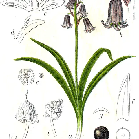 Wachsblume Trend Bluete Bluebell (Hyacinthoides)