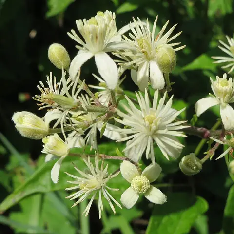 Waldrebe Samenstand (Clematis vitalba)
