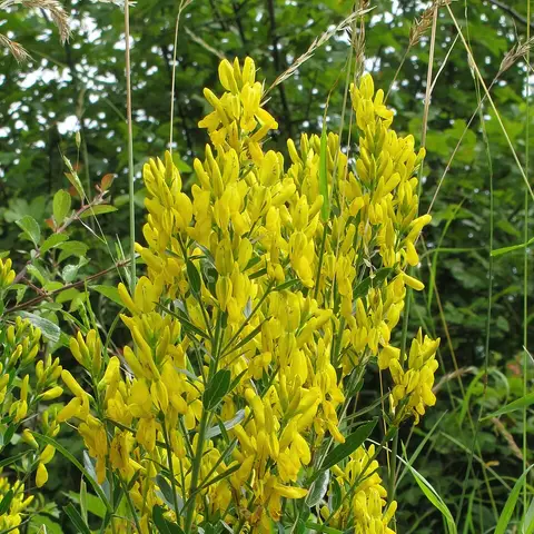 Waxflower ersatz Genista (Ginster)