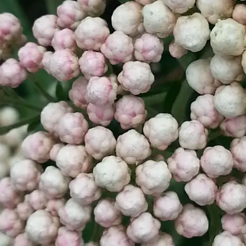 Waxflower Trend Ozothamnus (Rice Flower)
