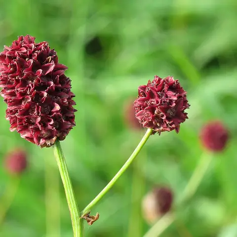 Wiesenknopf (Sanguisorba)