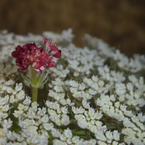 Wilde Moehre (Daucus)