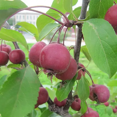 Zierapfel (Malus, Zweig)