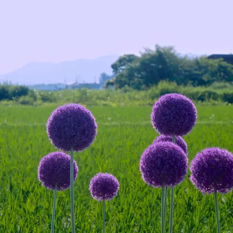 Zierlauch (Allium)