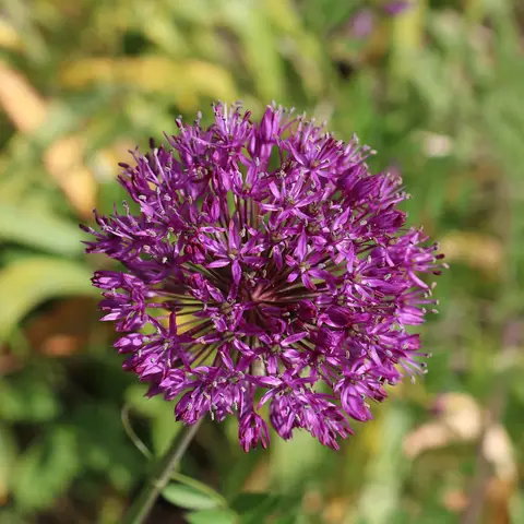 Zierlauch klein (Allium)
