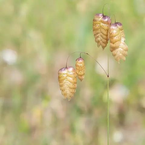 Zittergras (Briza)